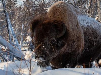 The bison "Ust-Buotam"